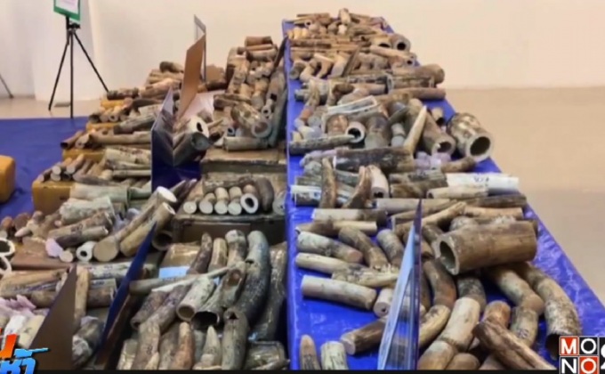 รวบหนุ่มแกมเบีย ลอบขนงาช้างกลางสนามบินสุวรรณภูมิ