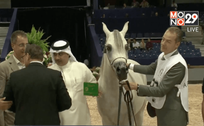 งานแสดงม้าอาหรับที่โมรอกโก