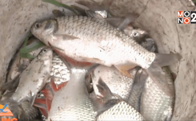 ชาวบ้านแห่จับปลาน็อคน้ำกลางคลอง จ.ปทุมธานี