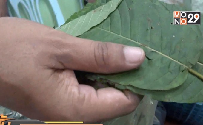 ยธ.จ่อทบทวนปลด “กระท่อม” พ้นยาเสพติด