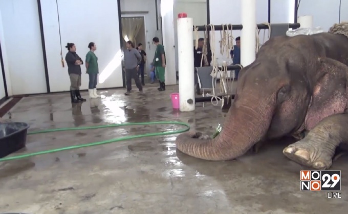 เตรียมผ่าพิสูจน์ซากช้างป่า