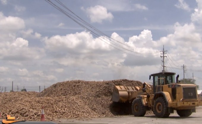 เคาะประกันรายได้ผู้ปลูกมันสำปะหลัง