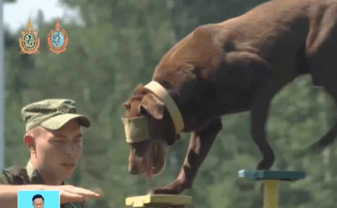 การแข่งขันสุนัขทหารในรัสเซีย