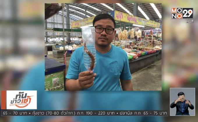 ตะขาบตัวยักษ์ บุกห้องนอนกัดเด็กหญิงวัย 7 ขวบ