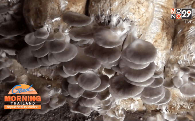 พิจิตรอากาศเย็นลงส่งผลให้เห็ดออกดอกมากขึ้น