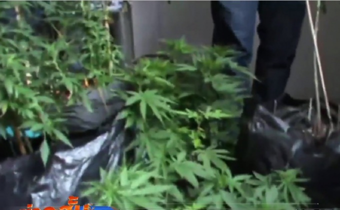 ลักลอบปลูกกัญชาอ้างใช้รักษาโรค จ.ชลบุรี