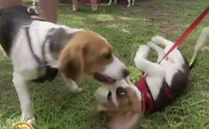 งานรวมตัวสุนัขบีเกิลในออสเตรเลีย