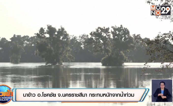 นาข้าว อ.โชคชัย จ.นครราชสีมา กระทบหนักจากน้ำท่วม