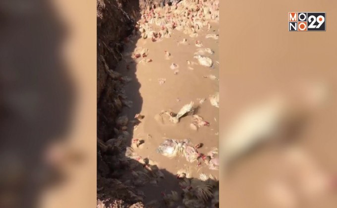 กรมปศุสัตว์ เร่งสอบคลิปฝังไก่ของกลางทั้งเป็น