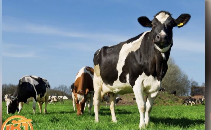 นักวิทย์พบตัวต้านเชื้อ HIV ในวัว