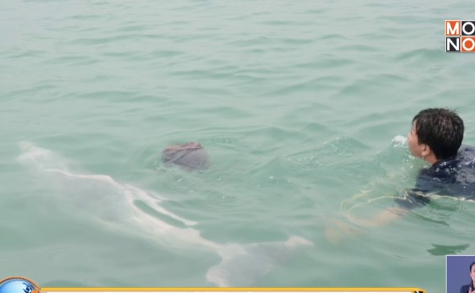 ช่วยโลมาติดเชือกพันกลางทะเล