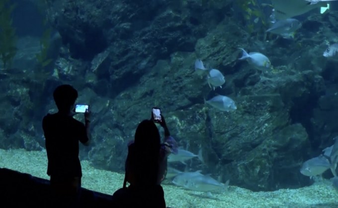 “ซีไลฟ์ แบงคอก” กลับมาเปิดบริการ ให้ทุกคนได้ท่องไปในโลกแห่งท้องทะเลอีกครั้ง