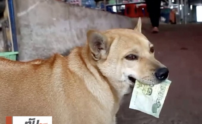 “เจ้าไก่” สุนัขแสนรู้ขอเงินซื้อขนม จ.นครราชสีมา
