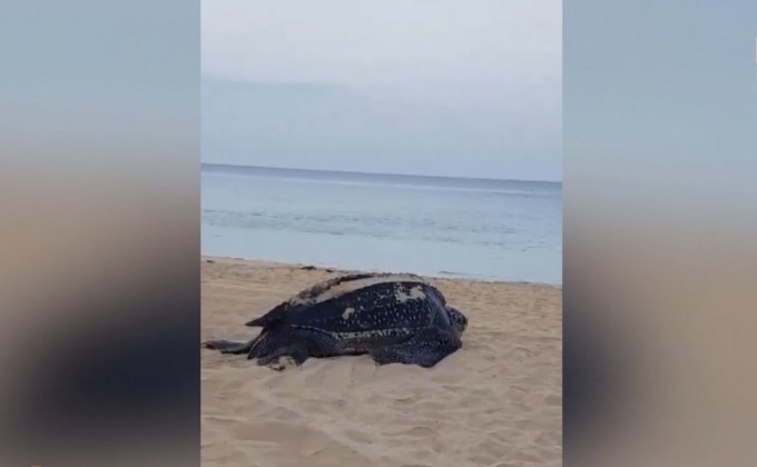 “เต่ามะเฟือง”ขึ้นมาวางไข่ หน้าหาดในทอน จ.ภูเก็ต