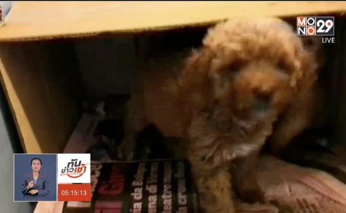 รวบแก๊งค้าลูกสุนัขข้ามชาติในอิตาลี