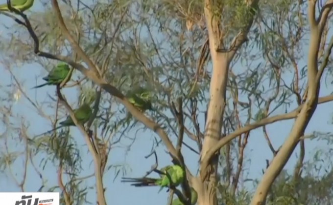 กรุงแคนเบอร์รา เตรียมรับมือนกแก้วอพยพ