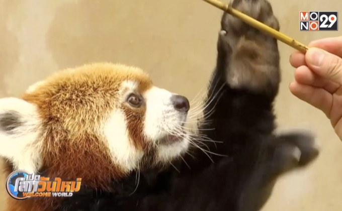 สวนสัตว์ในเกาหลีใต้ฉลองวันขอบคุณพระเจ้า