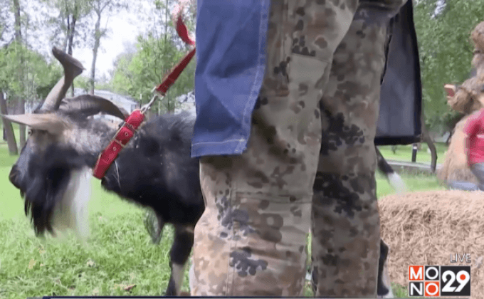 หาคู่ให้แพะในรัสเซีย