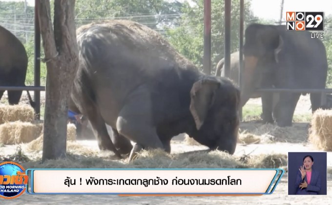 ลุ้น ! พังการะเกดตกลูกช้าง ก่อนงานมรดกโลก