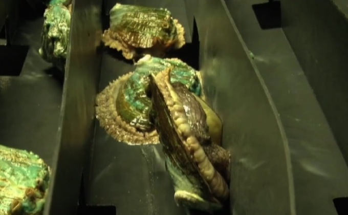 ศูนย์ฝึกสุนัขที่สาธารณรัฐเช็ก