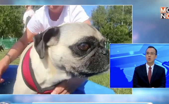 ยกเลิกการแข่งสุนัขพันธุ์ปั๊กเนื่องจากอากาศร้อน