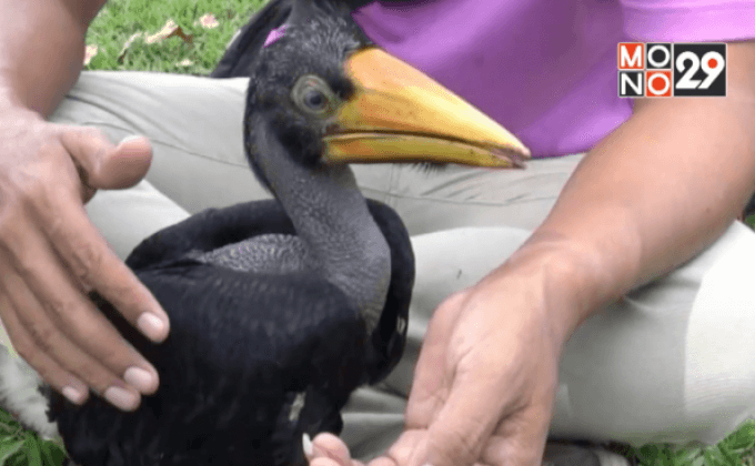 ตร.จับ 4 ผู้ต้องหาลักลอบขาย“นกเงือก”เทือกเขาบูโด