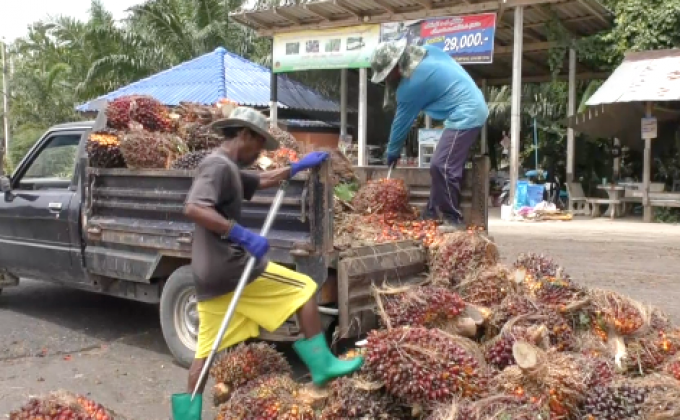 ราคาสินค้าเกษตรกระทบเศรษฐกิจกลุ่มอันดามัน