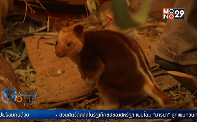 อุ้มบุญลูกจิงโจ้กำพร้า