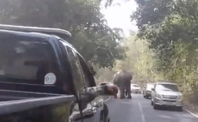 เฝ้าระวังช้างป่าตกมัน อาละวาดนักท่องเที่ยว