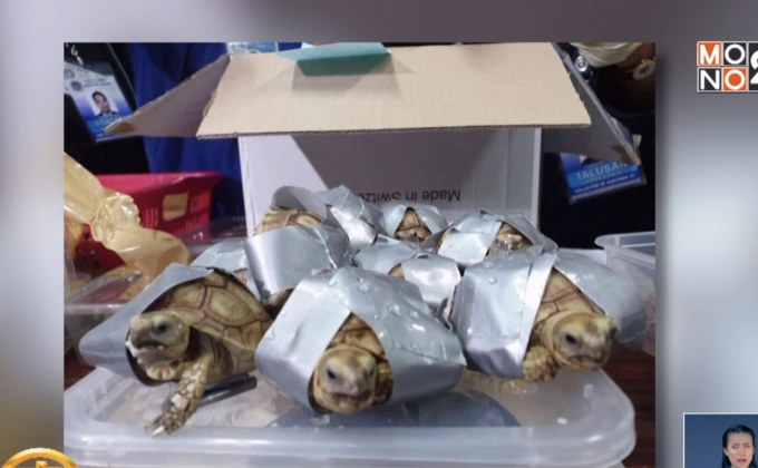 ฟิลิปปินส์พบเต่ากว่าพันตัวในกระเป๋าที่สนามบิน