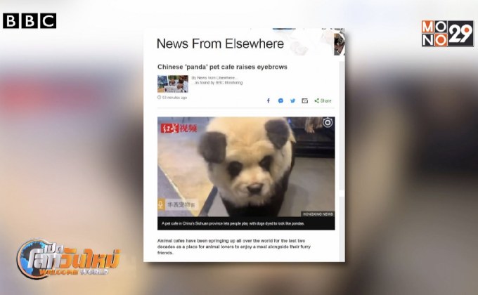 “คาเฟ่แพนด้าปลอม” ในจีน