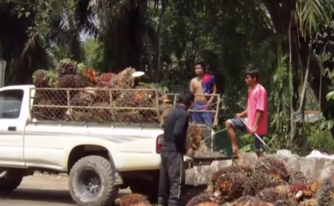 เตรียมเสนอมาตรการ สกัดนำเข้าปาล์มกินส่วนต่าง