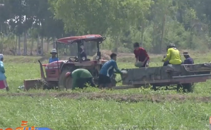 เกษตรกรประสบปัญหาแตงโมราคาถูก ที่จ.พิจิตร