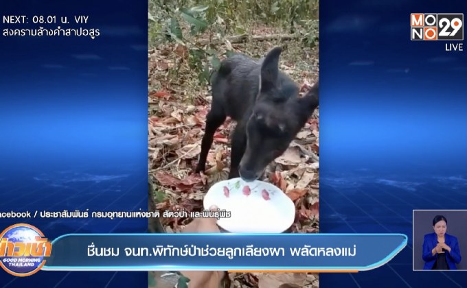 ชื่นชม จนท.พิทักษ์ป่าช่วยลูกเลียงผา พลัดหลงแม่