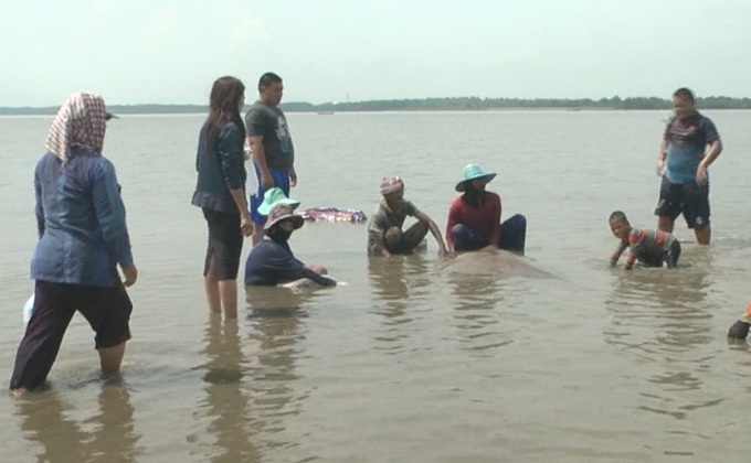 พบปลากระเบนราหูขนาดใหญ่ตายที่ดอนหอยหลอด