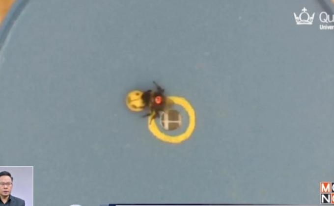 นักวิทยาศาสตร์ฝึกผึ้งเล่นฟุตบอล