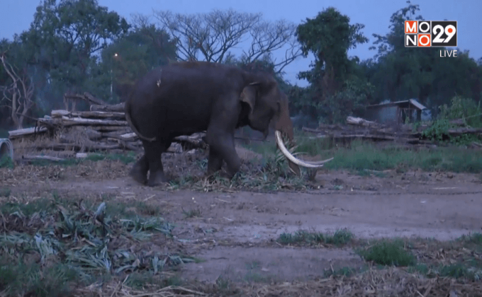ช้างอยุธยาใช้งาแทงควาญช้างเสียชีวิต