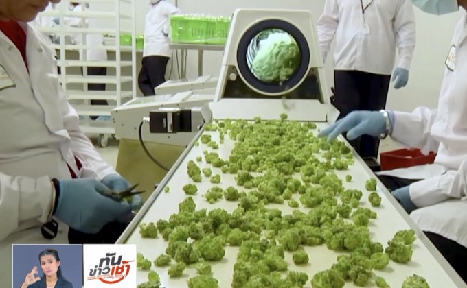 ยกร่างกฎหมายปลดล็อกกัญชาฉบับปชช.เสนอ สนช.