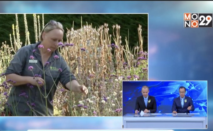 สวนดอกไม้บานสะพรั่งแม้ไม่ถูกรดน้ำ