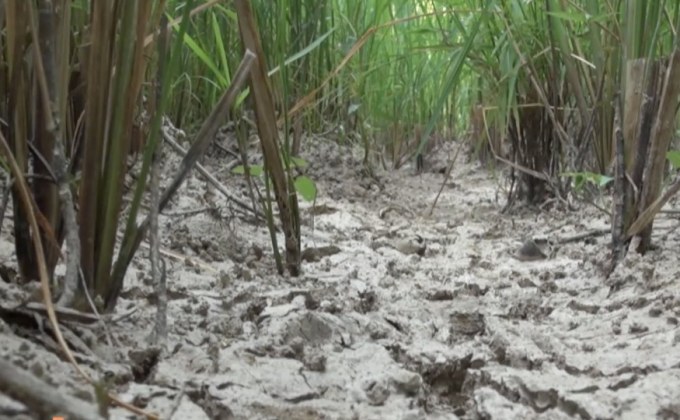 วิกฤตภัยแล้ง อ.ระโนด จ.สงขลา