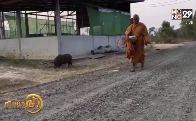 ฮือฮา! พบหมูแสนรู้เดินตามพระสงฆ์บิณฑบาตร