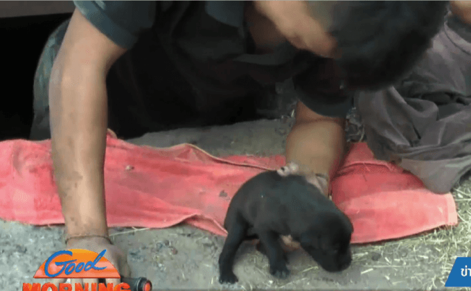 ช่วยลูกสุนัขตกท่อระบายน้ำนาน 2 วัน