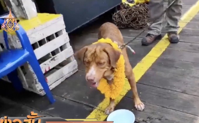 ช่วยสุนัขลอยทะเลติดแท่นกลางอ่าวไทย