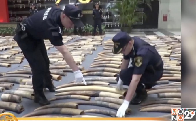 ​ศุลกากรจีนยึดงาช้างผิดกฎหมาย 7.48 ตัน