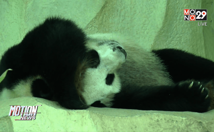 สวนสัตว์เชียงใหม่ลุ้น “หลินฮุ่ย” ตั้งท้อง