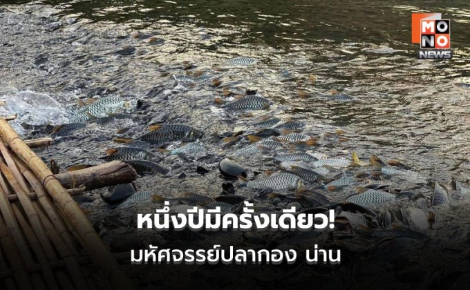หนึ่งปีมีครั้งเดียว ปลากอง น่าน สู่ท่องเที่ยวอนุรักษ์