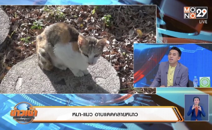 หมา-แมว อาบแดดคลายหนาว