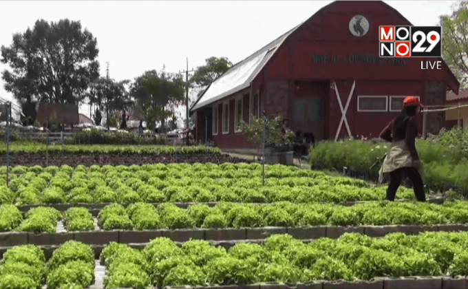 ฮือฮา! แปลงเกษตรอินทรีย์ใหญ่สุดในประเทศ 