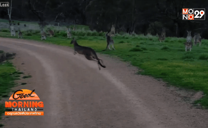 หนุ่มนักปั่นใจกล้าขนาดนั้นเลยหรือ?