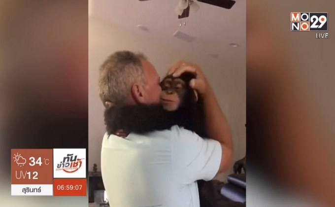 เผยภาพประทับใจลิงชิมแปนซีพบคนเลี้ยง